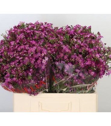 Wax Purple rain 70 cm