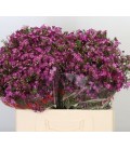 Wax Purple rain 70 cm