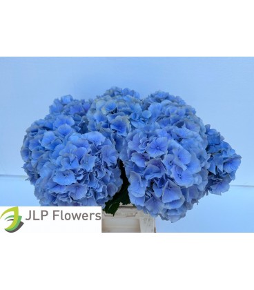 Hortensia Verena bl 50 cm