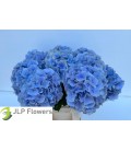 Hortensia M ch Verena Bleu 60 cm