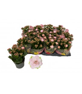 Kalanchoe Jemma Ø 10.5