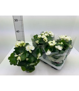 Begonia Netja Ø 13