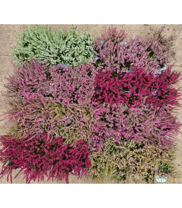 Calluna mix Ø 9.50