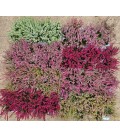 Calluna mix Ø 9.50