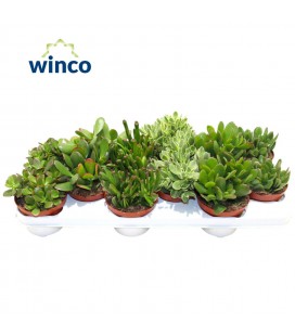 Crassula mix Ø 10.5