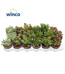 Crassula mix Ø 8.50