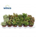 Crassula mix Ø 8.50