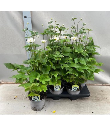 Anemone pot 29cm H110