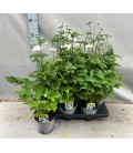 Anemone pot 15 cm 
