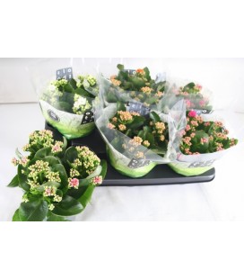 Kalanchoe mix Ø 15 2 couleurs