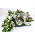 Kalanchoe mix Ø 15 2 couleurs