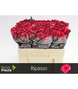 Rose Ripasso 50 cm 