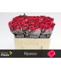Rose Ripasso 50 cm 