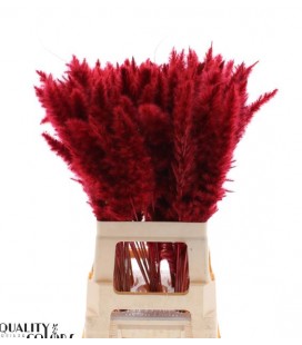 Pampa teinté Rouge 70 cm