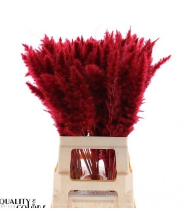 Pampa teinté Rouge 70 cm