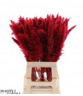 Pampa teinté Rouge 70 cm