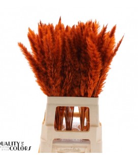 Pampa teinté Orange 70 cm