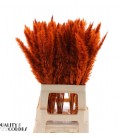 Pampa teinté Orange 70 cm