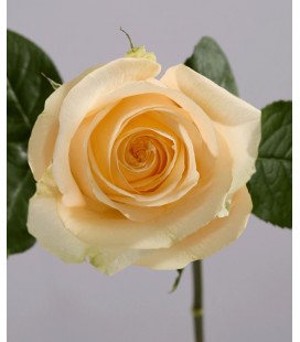 Rose equat Avalanche peach 50 x 25 