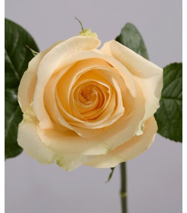 Rose equat Avalanche peach 50 x 25 