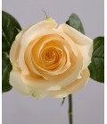 Rose equat Avalanche peach 50 x 25 