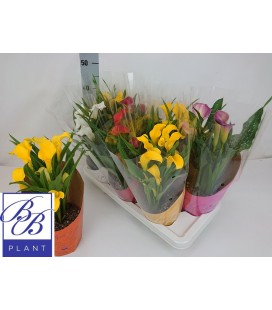 Calla mix Ø 14 h 40