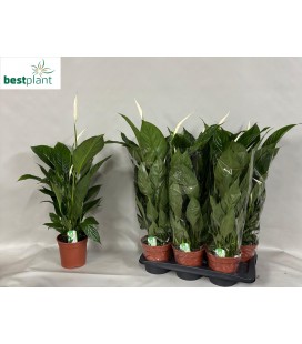 Spathiphyllum Verdi pot de 17 H 75
