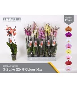 Phalaeno Ø 12 h 65 mix 3 b