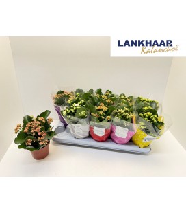 Kalanchoe mix Ø12