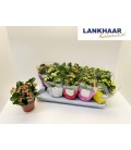Kalanchoe mix Ø12