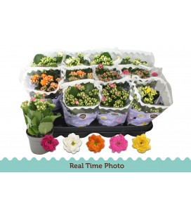 Kalanchoe Mix Ø09 