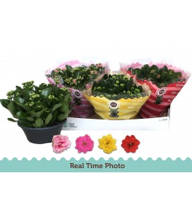 Kalanchoe coupe de 23 diff coul