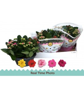 Kalanchoe Coupe de 23 Carnaval 