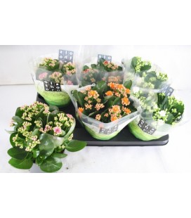 Kalanchoe mix4 coul Ø15