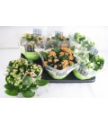 Kalanchoe mix4 coul Ø15