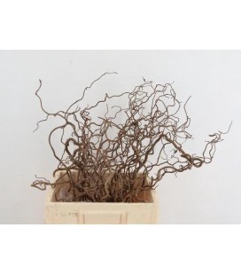 Noisetier Turtueux 60 cm