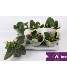 Gloxinia pot de 13