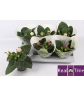 Gloxinia pot de 12