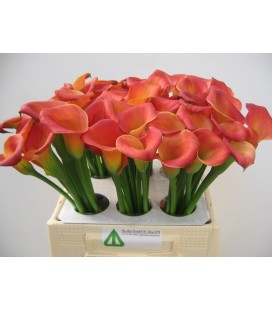 Calla ov  40 cm 