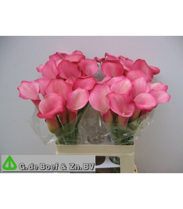 Calla ov 50 cm