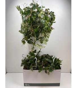 Cissus Ø 17
