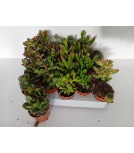 Crassula mix pot 5.5
