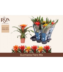 Guzmania Pot de 12