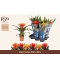 Guzmania Pot de 12