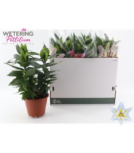 Lys Sunny pot de 19