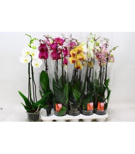 Phalaenopsis Ø12 h 70 mix 2 b