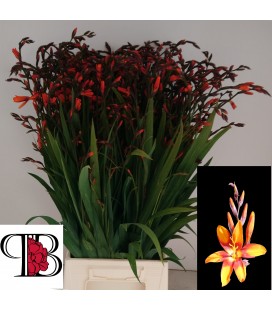 Crocosmia Emily mckensi 65 cm