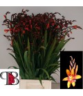 Crocosmia Emily mckensi 65 cm