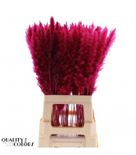 Pampa teinté Fuschia  70 cm