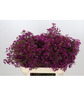 Wax Purple rain 80 cm